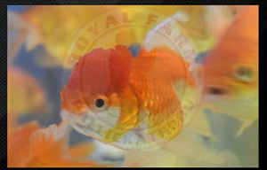 Lionhead Goldfish