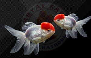 Redcap Oranda Goldfish