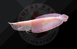 Albino Red Eye Silver Arowana