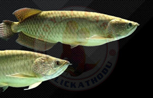 Australian Golden Pearl Arowana