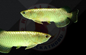 Green Arowana