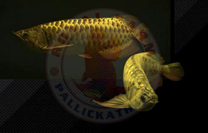 High Back Golden Arowana