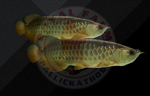 Malaysia 24K Crossback Arowana