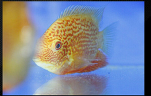 Red Severum