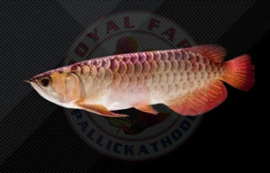 Red Tail Golden Arowana