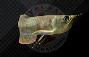 Silver Arowana