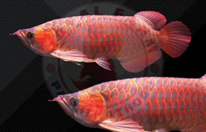 Super Red Chilli Arowana