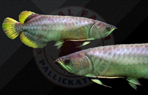 Yellow Tail Arowana