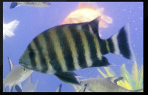 Zebra Tilapia