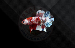 Placard Koi