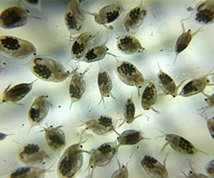 Live Daphnia Culture