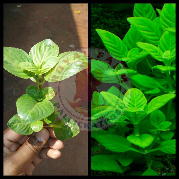 Limnophilla Butterfly