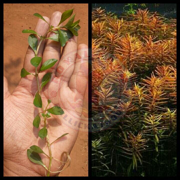 Ludwigia 'Narrow Leaf'