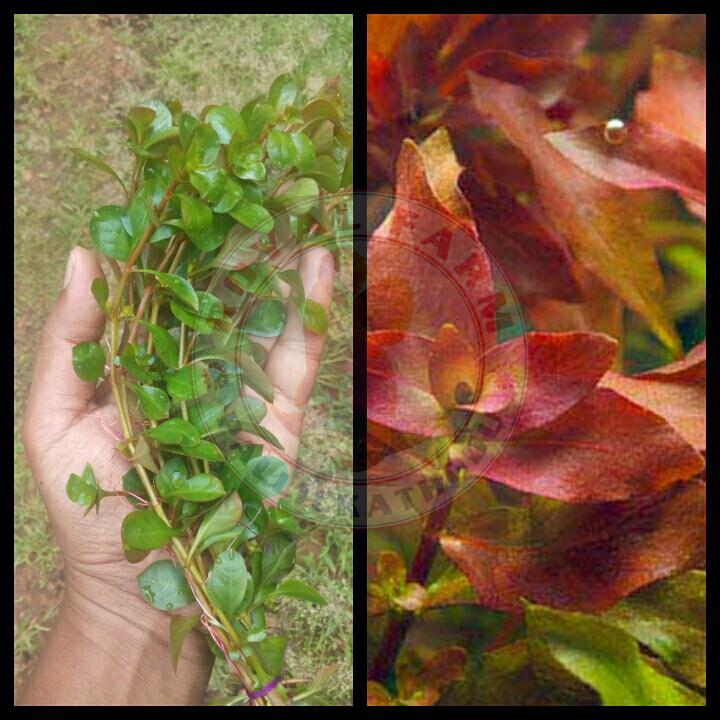 Ludwigia Paustris - Hi Red