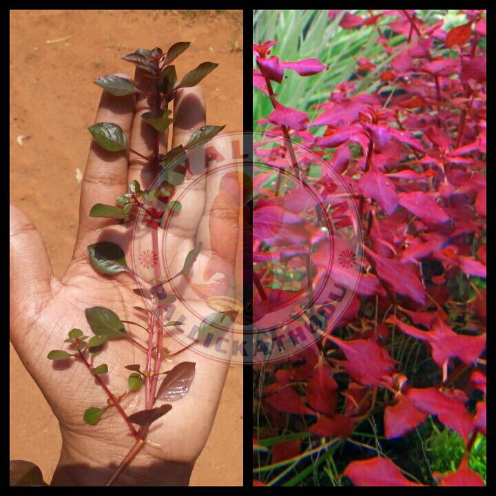 Ludwigia Sp. 'Mini Super Red'