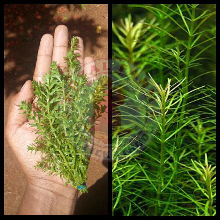 Rotala Nanjenshan