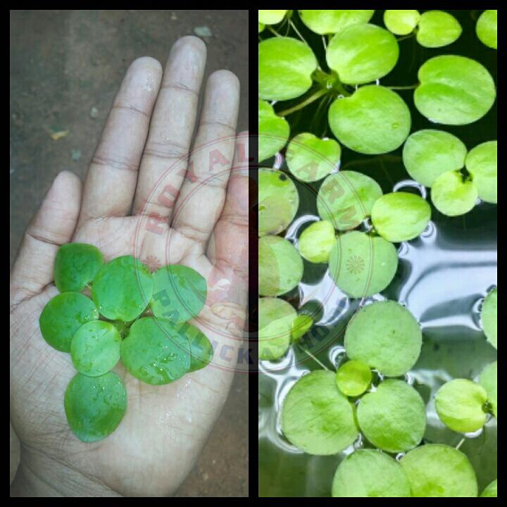 Amazon Frogbit