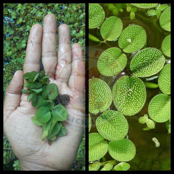 Salvinia Natans