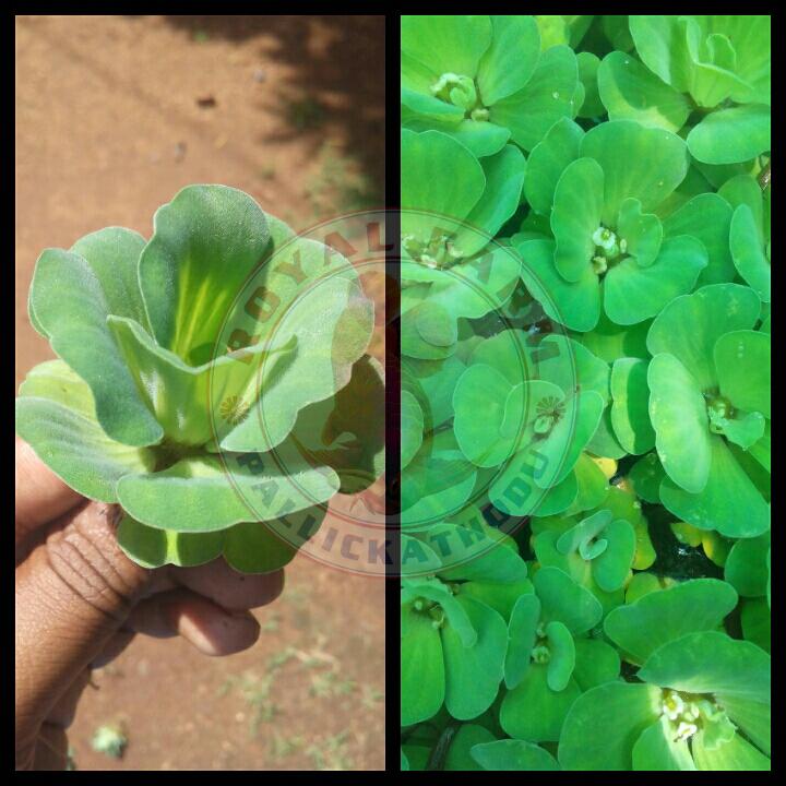 Water Lettuce