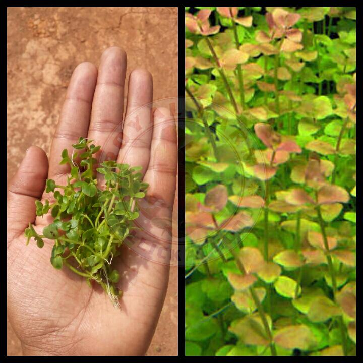 Bacopa Australis