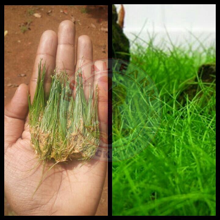 Dwarf Hair Grass