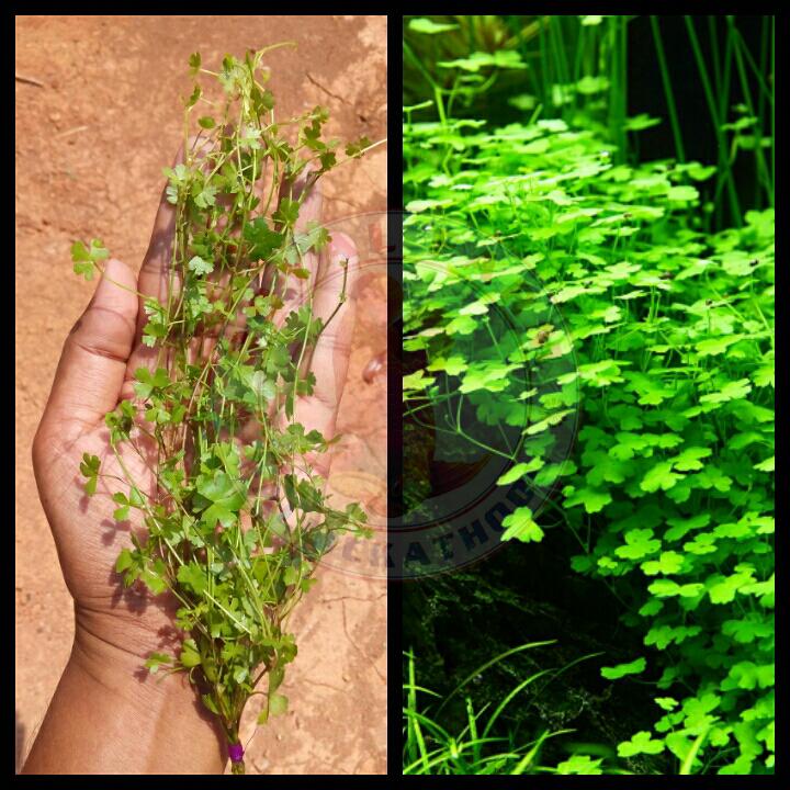 Hydrocotyle Tripartita 'Honda'