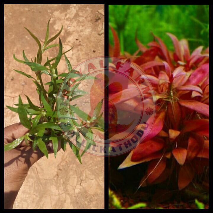 Alternanthera Reineckii Mini