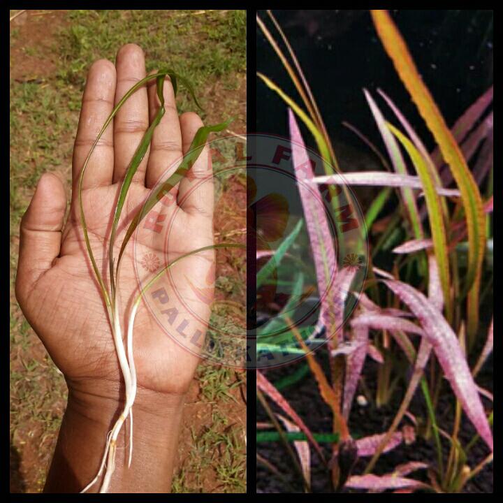 Cryptocoryne Spiralis Red