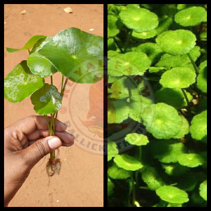 Pennywort( Hydrocotyle Verticilata )