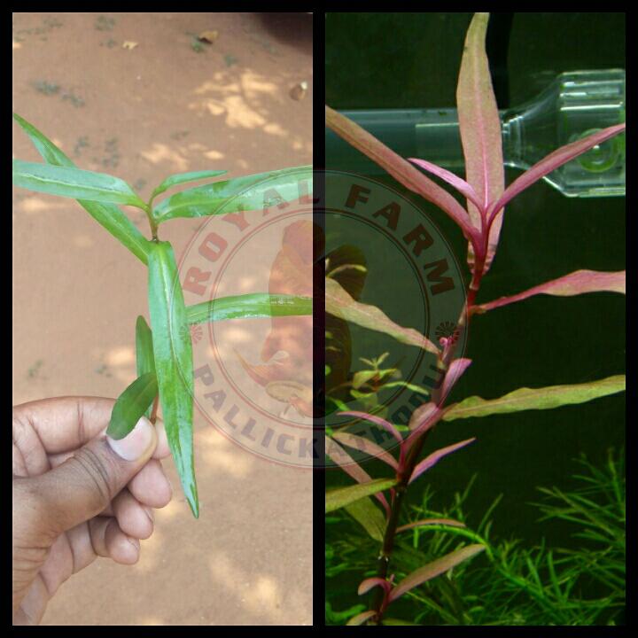 Polygonium Sp. Pink