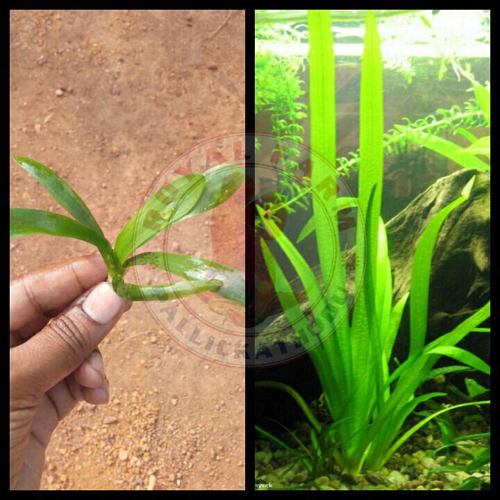 Sagittaria Sp. Gaint